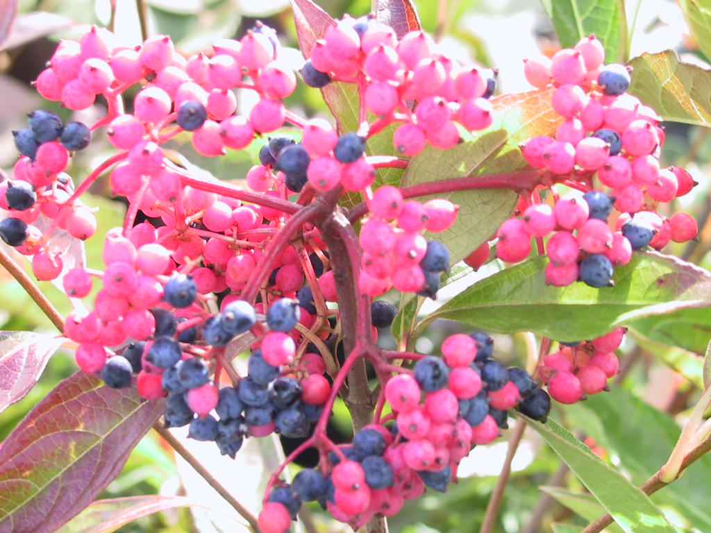Viburnum nudum Pink Beauty 06.jpg